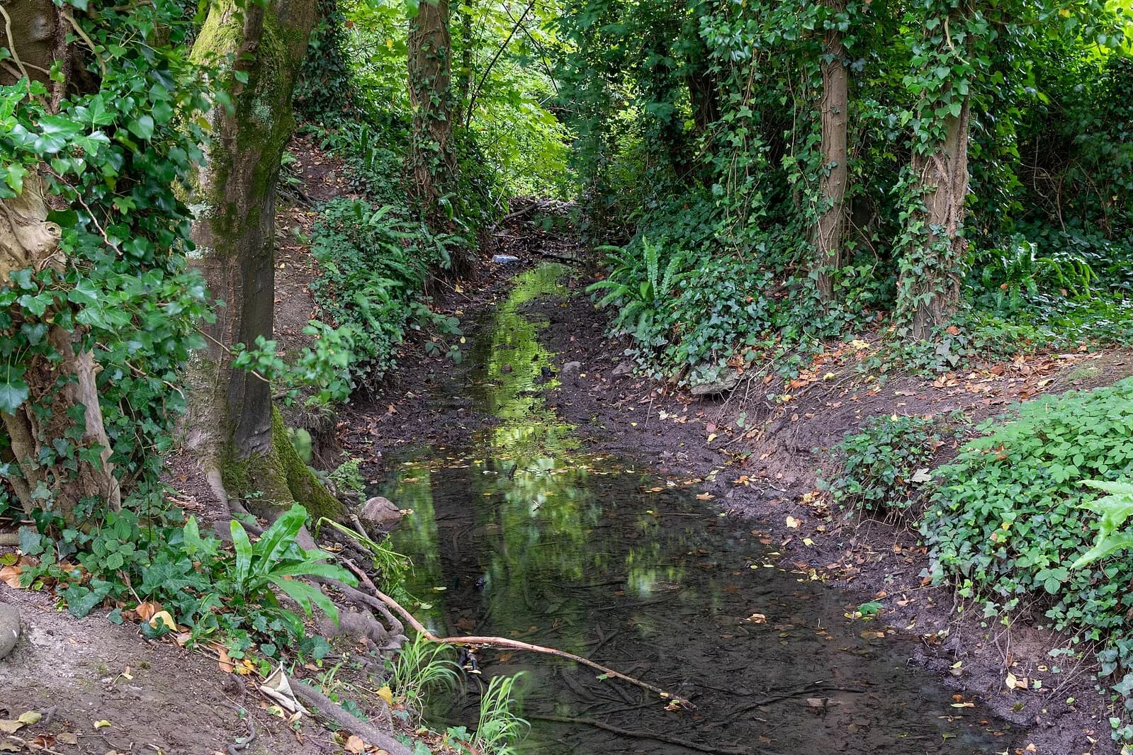 Cosmeston Lakes Country Park: A Natural Oasis in the Heart of South Wales